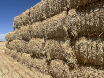 Wheaten Straw 8x4x3 Bales