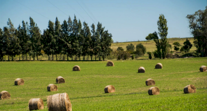 Lucerne Boost - 1000L Shuttles - Ex Tongala