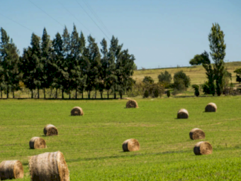 Lucerne Boost - 1000L Shuttles - Ex Tongala
