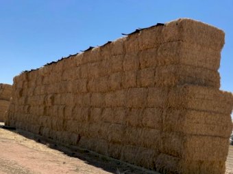 150mt Wheaten Rye Grass Hay 520kg 8x4x3 Bales