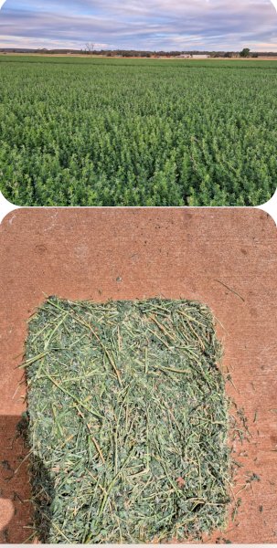 2000 Lucerne Hay Small Square Bales