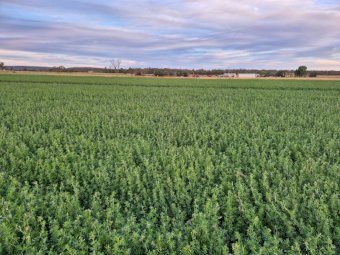 2000 Lucerne Hay Small Square Bales