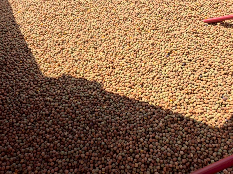 100MT Morgan Field Peas