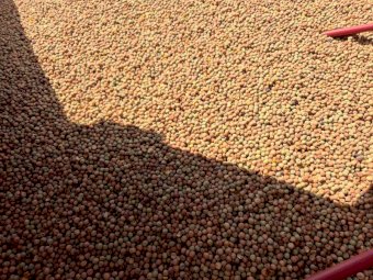 100MT Morgan Field Peas