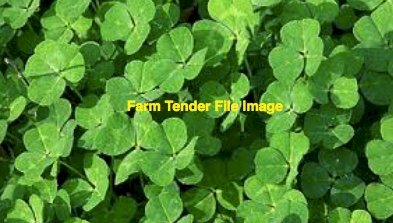 Seaton Park Sub Clover