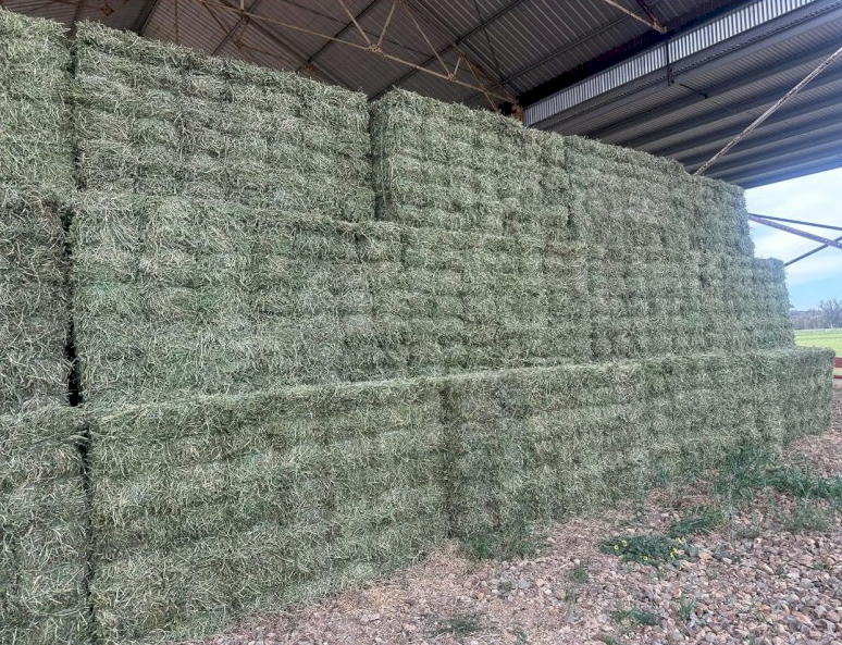 Lucerne Hay in 21 Bale Baron Packs