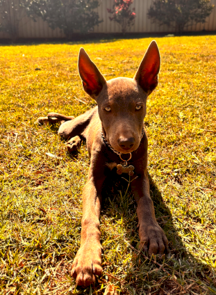 Kelpie Male Pup