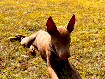 Kelpie Male Pup