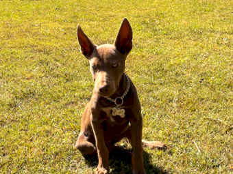 Kelpie Male Pup