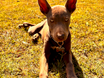 Kelpie Male Pup