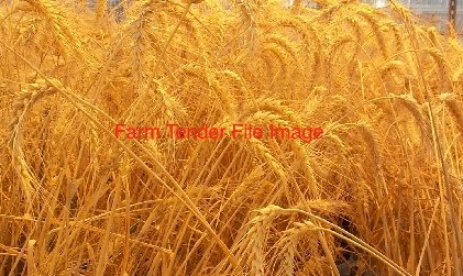 2.1mt Genie Wheat Seed