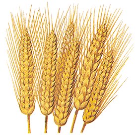 15.5mt Scepter Wheat Seed