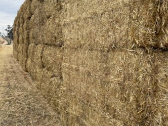 3000 mt Wheaten Header Tailings