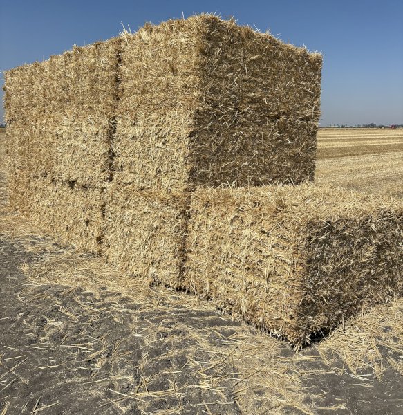 Wheaten Straw Small Square Bales