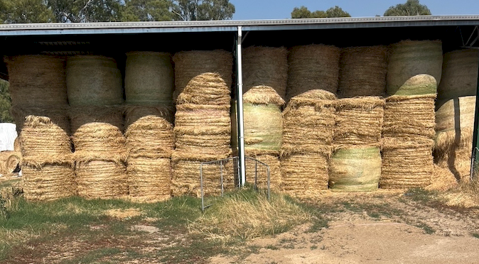 300 x Pasture Hay 400kg 5x5 Rolls