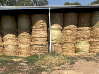 300 x Pasture Hay 400kg 5x5 Rolls