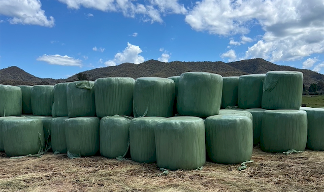 300 x Pasture Hay Silage 4x4 Rolls