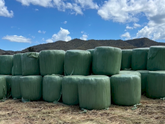 300 x Pasture Hay Silage 4x4 Rolls