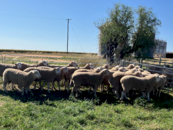 White Suffolk Rams x 20