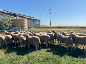White Suffolk Rams x 20