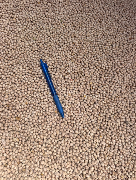 25mt Bateman Lupins