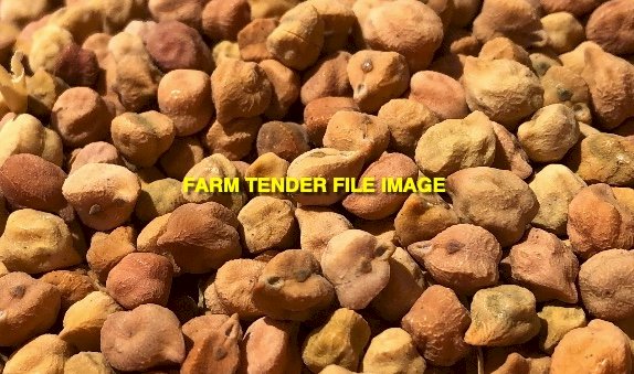 WANTED 100mt Kyabra Chickpeas