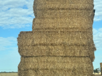 28mt Vetch Hay 650-675kg 8x4x3 Bales