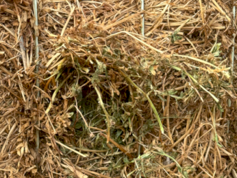 28mt Vetch Hay 650-675kg 8x4x3 Bales