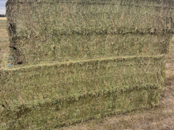 375mt Vetch Hay 650-700kg 8x4x3 Bales