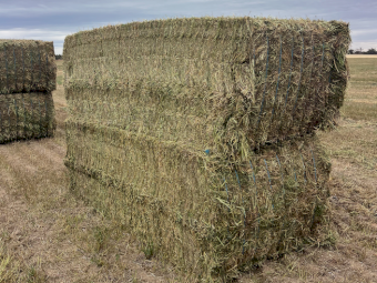 375mt Vetch Hay 650-700kg 8x4x3 Bales