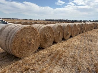 500 x Oaten Hay 450kg 5x4 Rolls