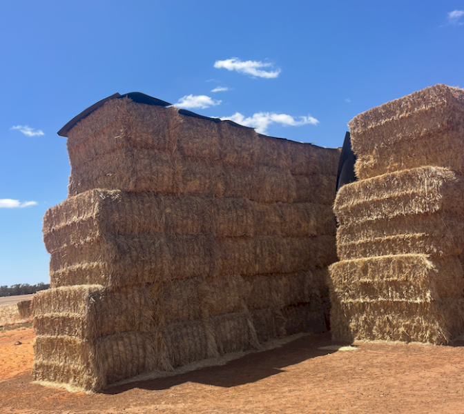 260mt Barley Hay 650-680kg 8x4x3 Bales