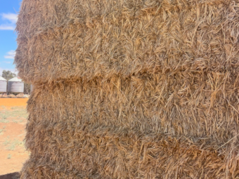 260mt Barley Hay 650-680kg 8x4x3 Bales