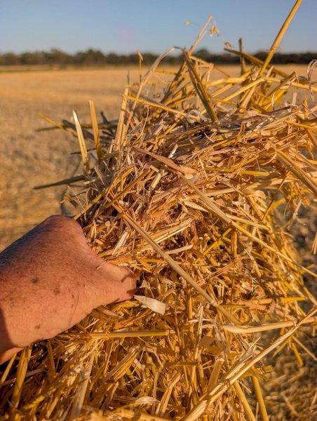 Clean Bright Oaten Straw 8x4x3 Bales