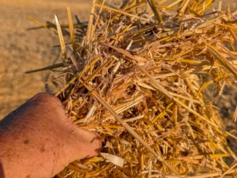 Clean Bright Oaten Straw 8x4x3 Bales