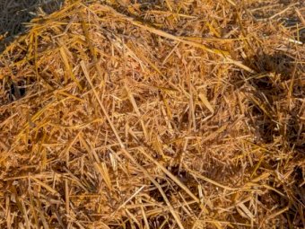 Clean Bright Oaten Straw 8x4x3 Bales