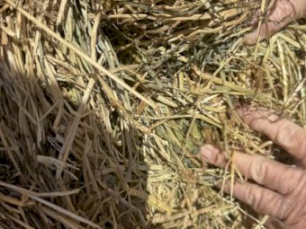 Ryegrass and Clover Hay