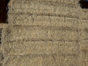 Ryegrass and Clover Hay