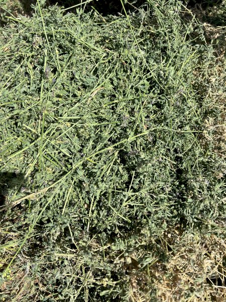 50 bales 3rd Cut lucerne