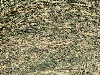 50 bales 3rd Cut lucerne