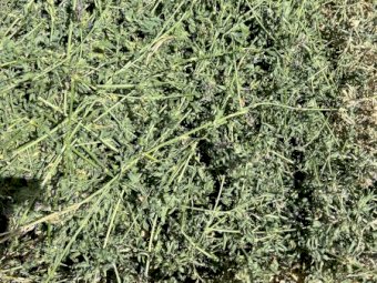 50 bales 3rd Cut lucerne