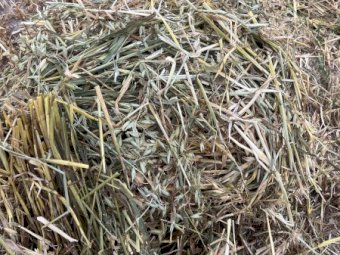 250 Bales Oaten Hay Shedded