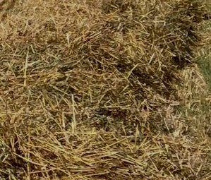 250 Bales Oaten Hay Shedded