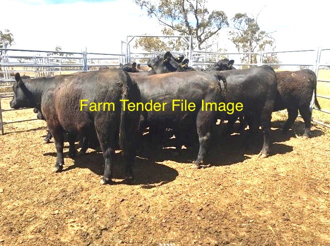 WANTED 700 Angus Weaned Cattle
