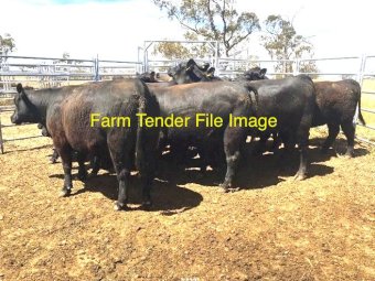 WANTED 700 Angus Weaned Cattle