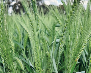 Sundancer Wheat Seed