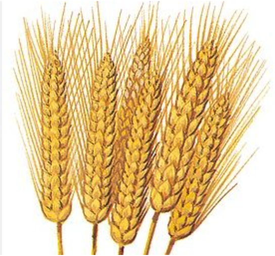 Sunmaster Wheat Seed