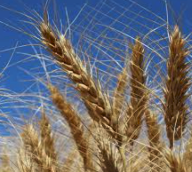 Bigfoot CL Barley Seed