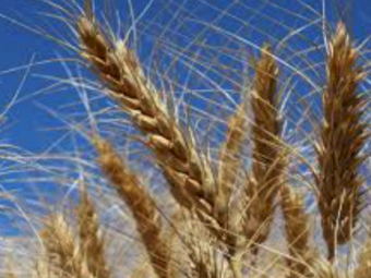 Bigfoot CL Barley Seed