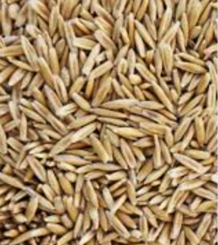Yarran Oat Seed